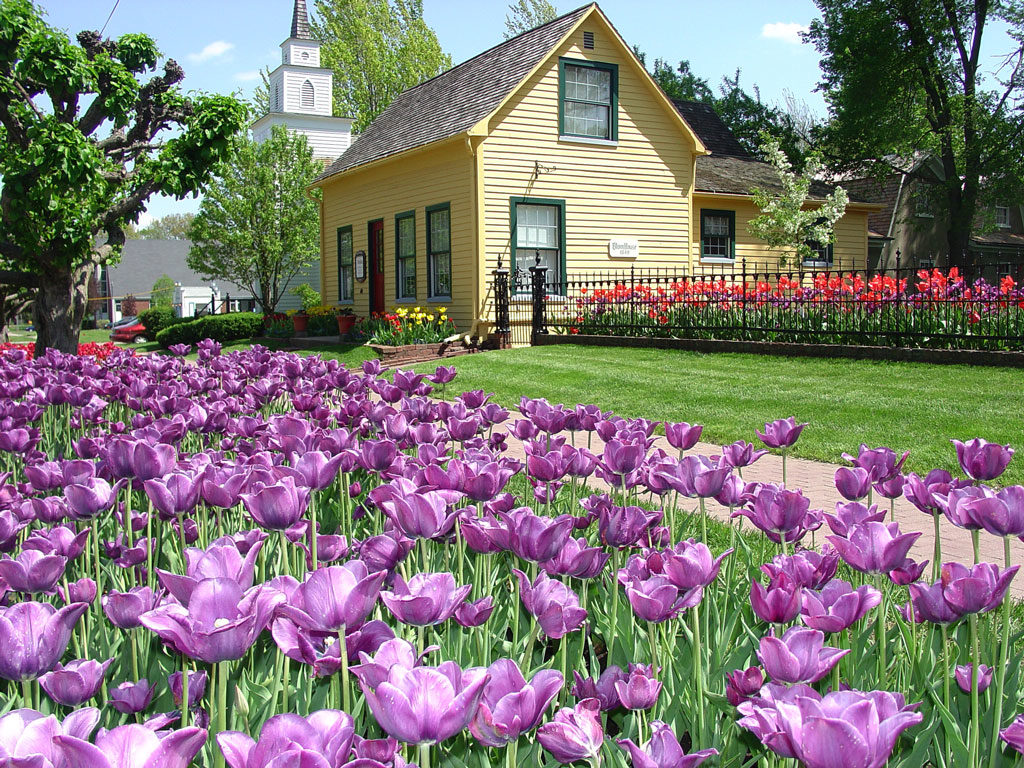 Purple tulips growing in front of a yellow house in Pella's historical village.