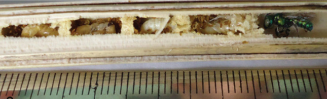 Bee larvae in plant shoot with a scale ruler